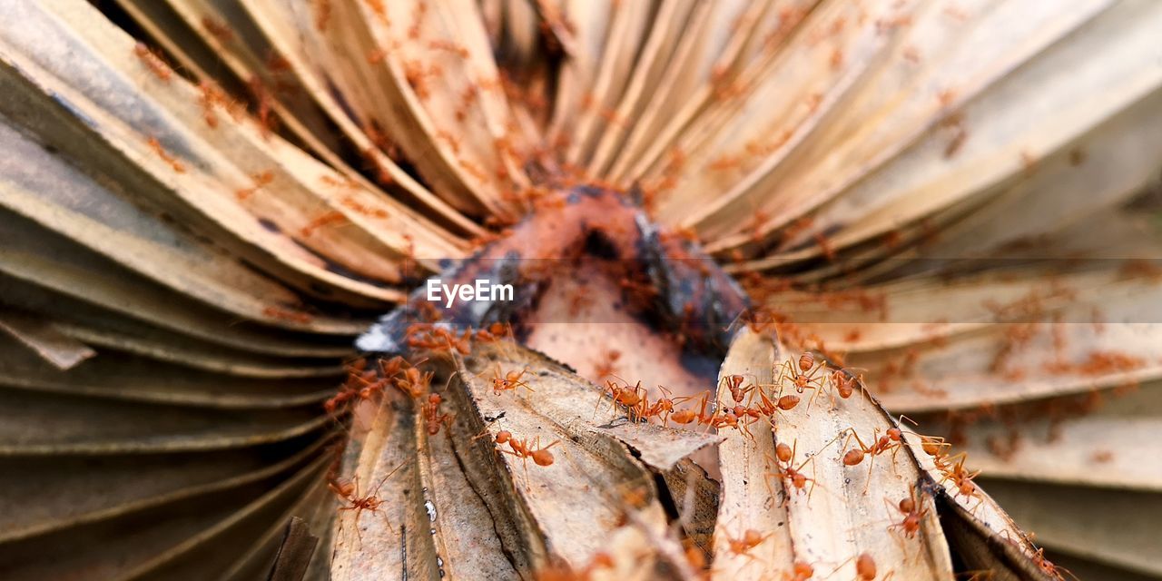 HIGH ANGLE VIEW OF INSECT ON LEAF