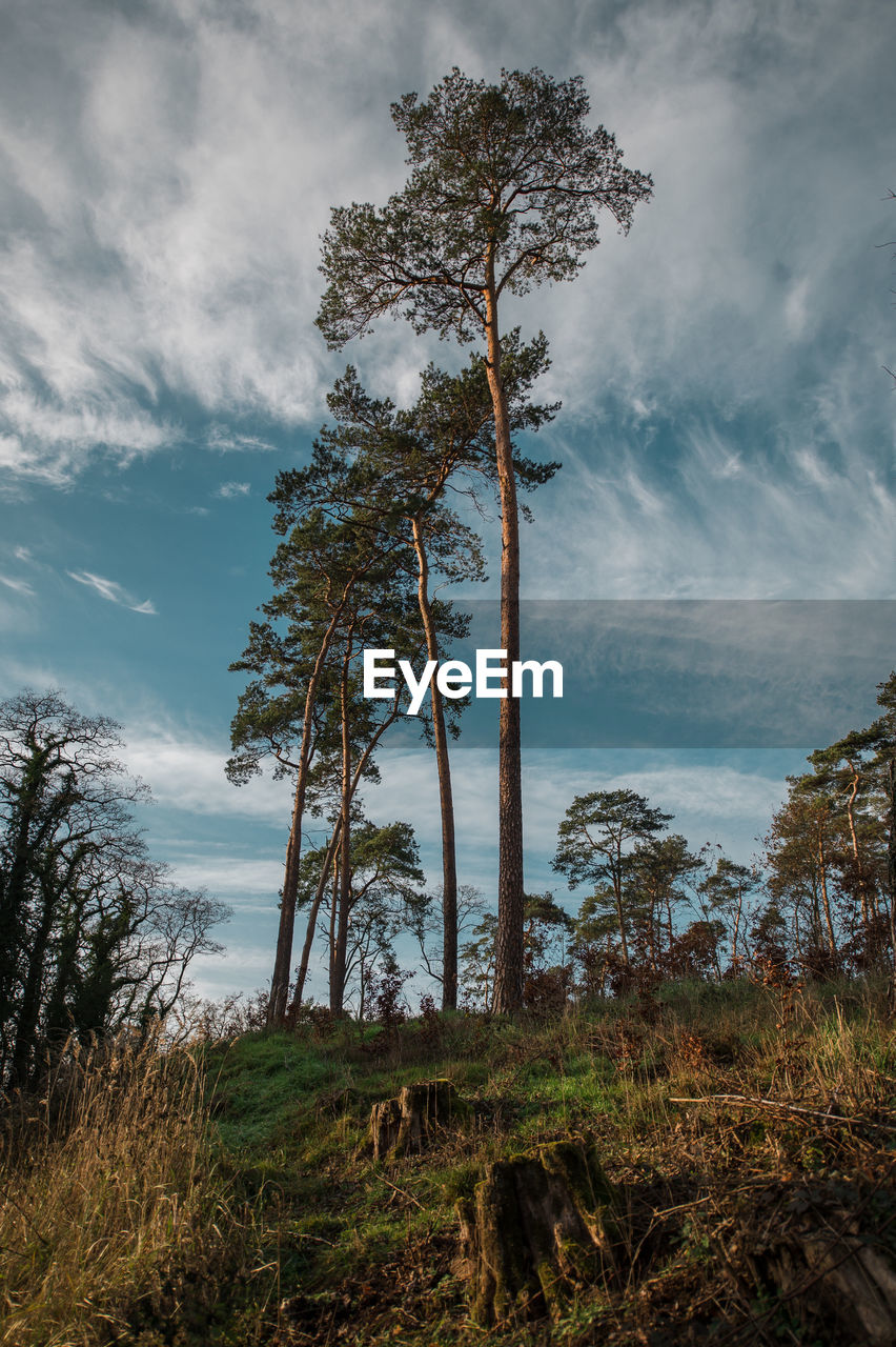 LOW ANGLE VIEW OF TREE AGAINST SKY