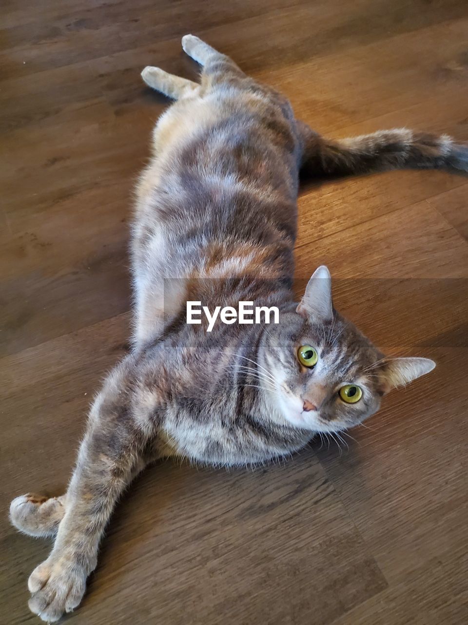 High angle view of cat lying on hardwood floor