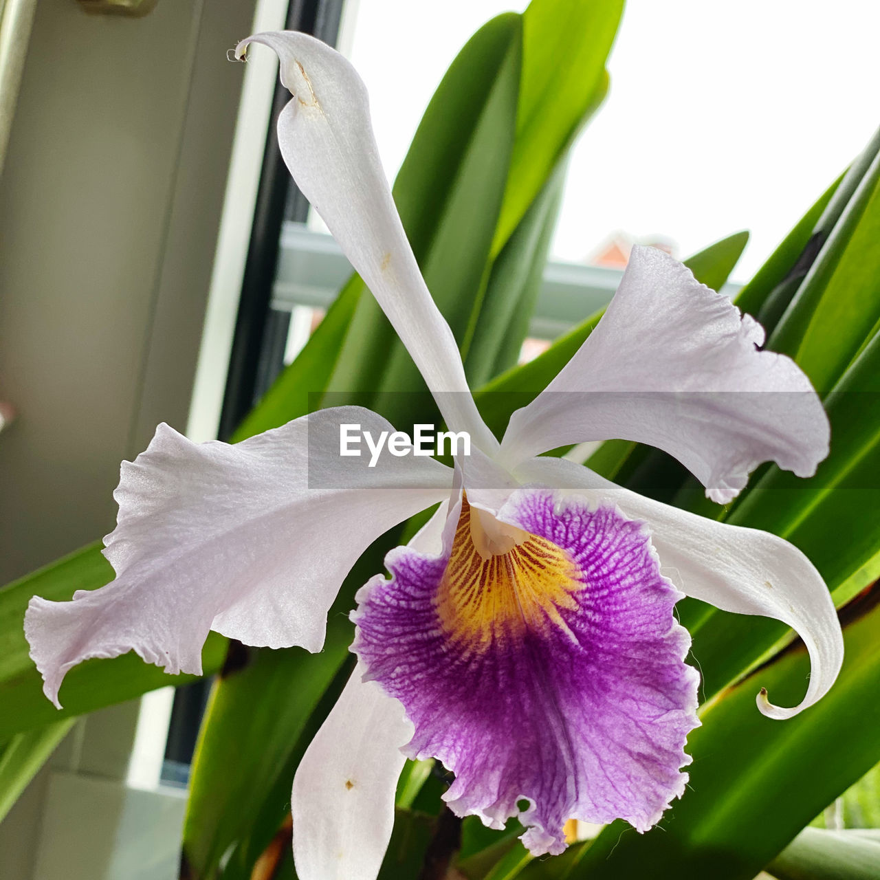 CLOSE-UP OF PURPLE FLOWER ON PLANT