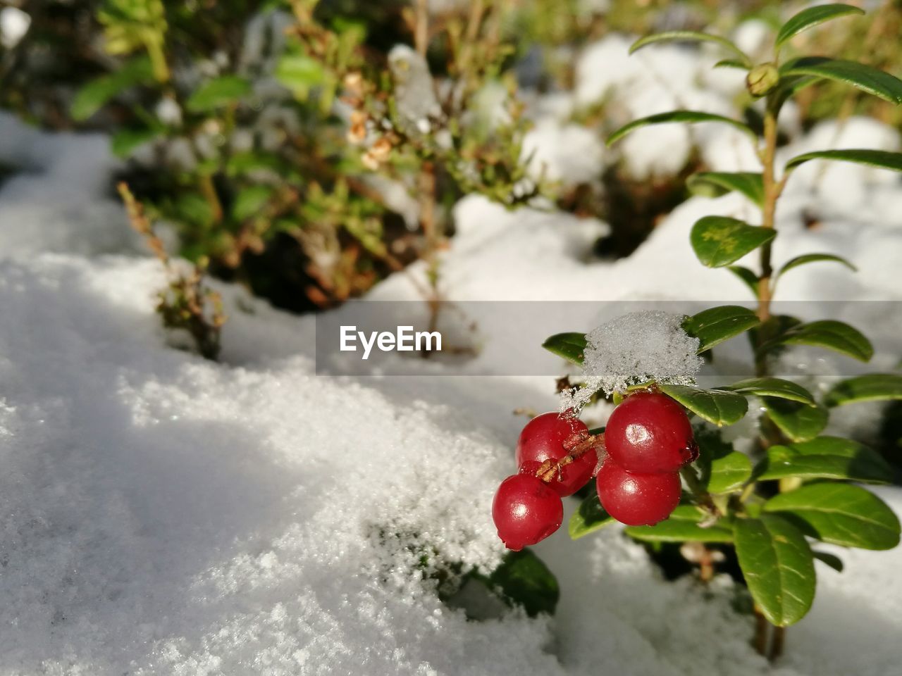 Close-up of red berries on branch during winter