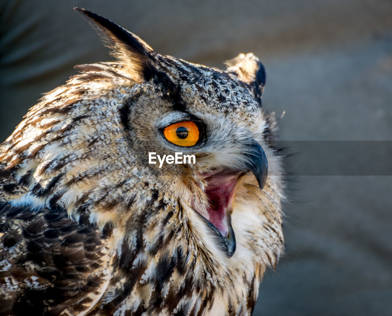 Close-up portrait of owl