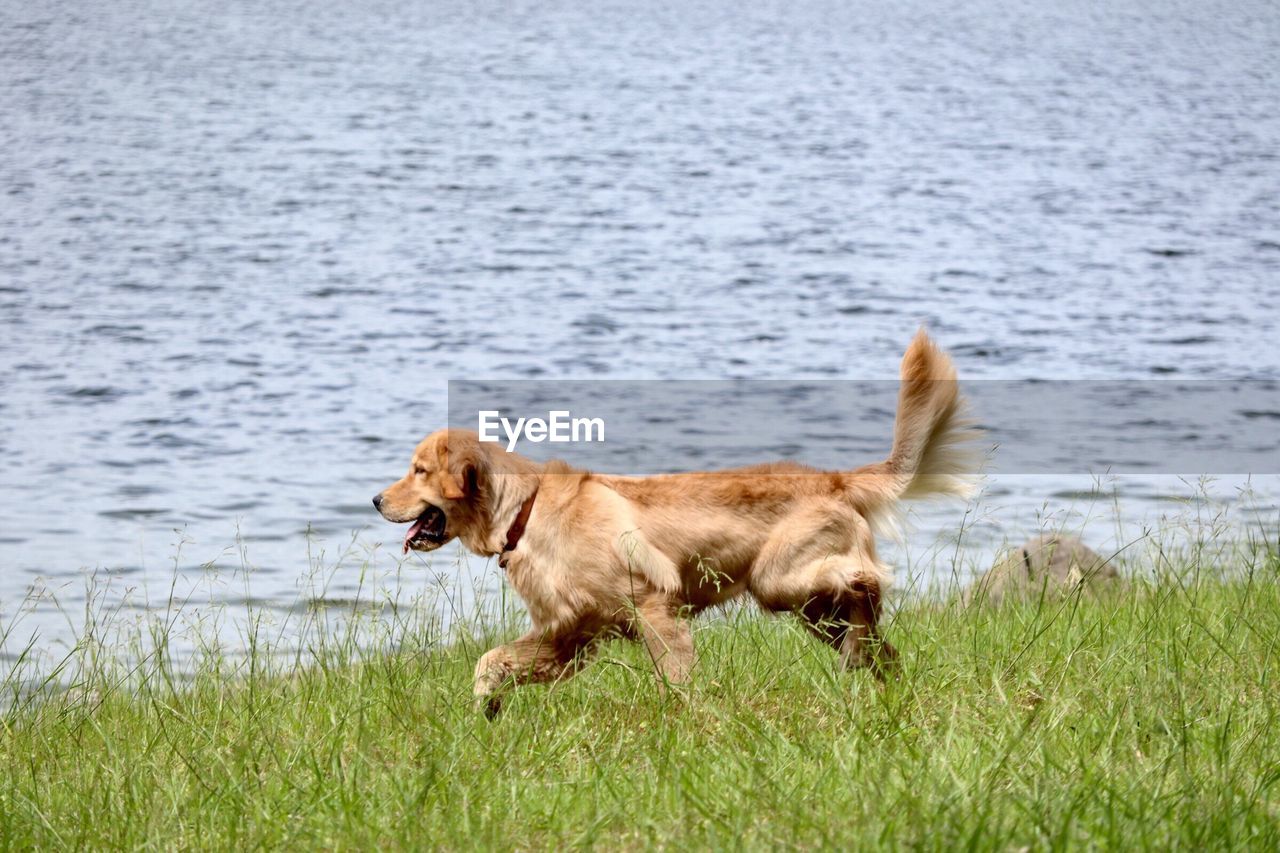 Dog running on grass at shore