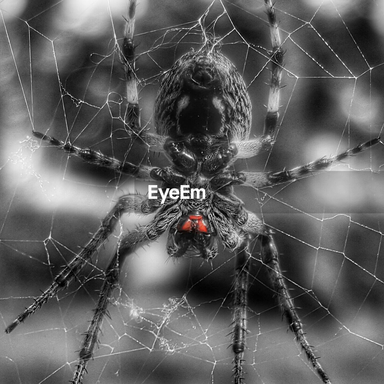 CLOSE-UP OF SPIDER WEB ON WHITE SURFACE