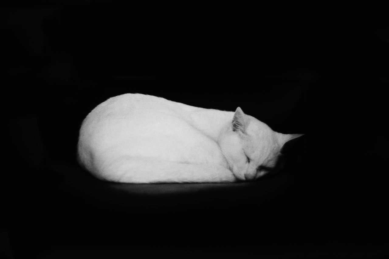 CLOSE-UP OF CAT IN BLACK BACKGROUND