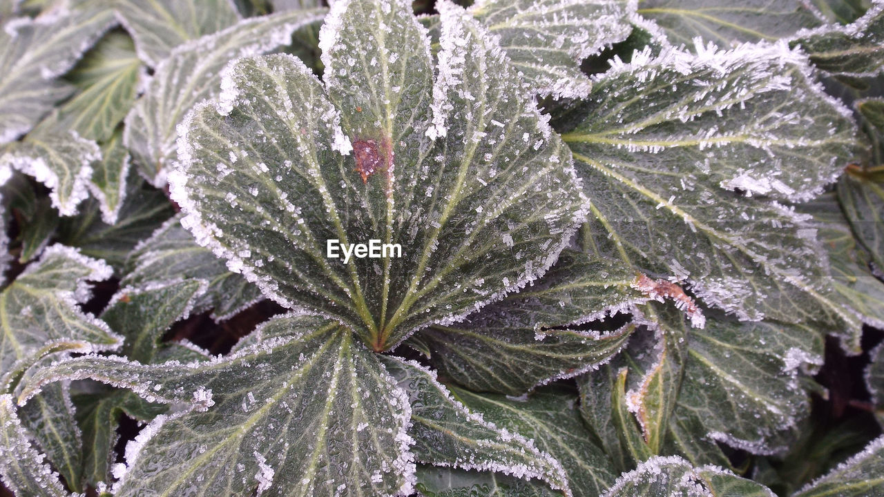 FULL FRAME SHOT OF FROZEN PLANT