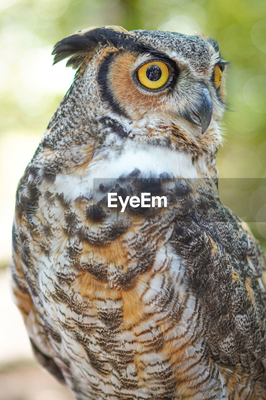 CLOSE-UP OF A BIRD