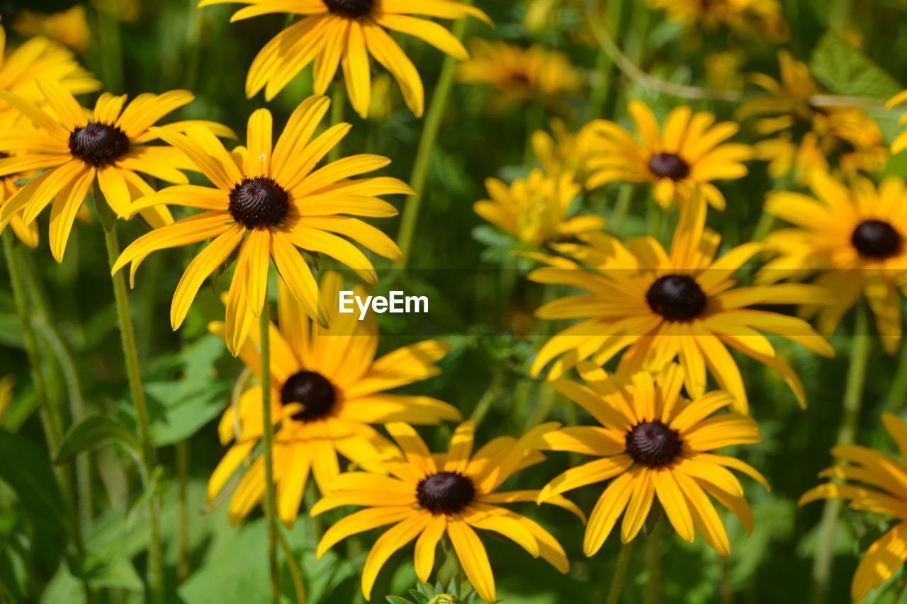 Black-eyed susans blooming on field