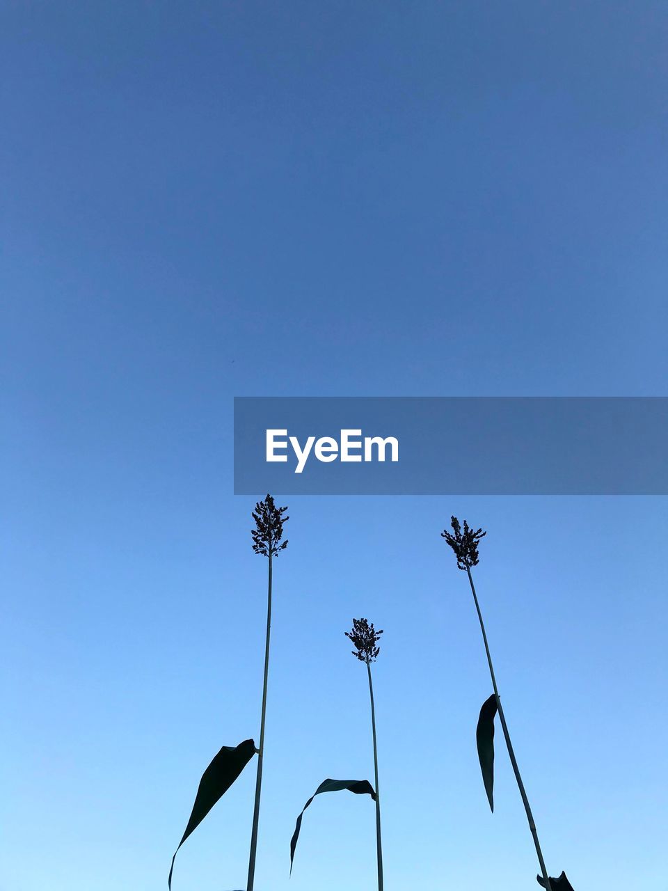 LOW ANGLE VIEW OF SILHOUETTE FLOWERING PLANTS AGAINST CLEAR BLUE SKY