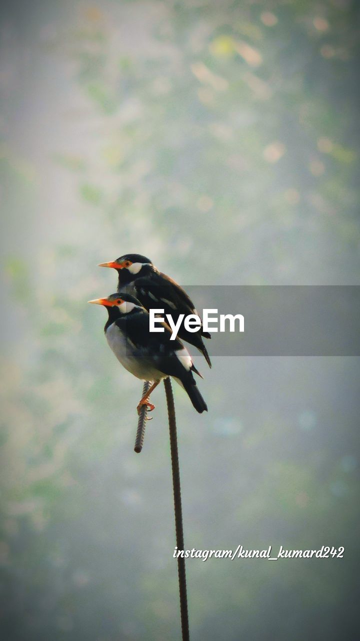 CLOSE-UP OF BIRD PERCHING ON THE SKY