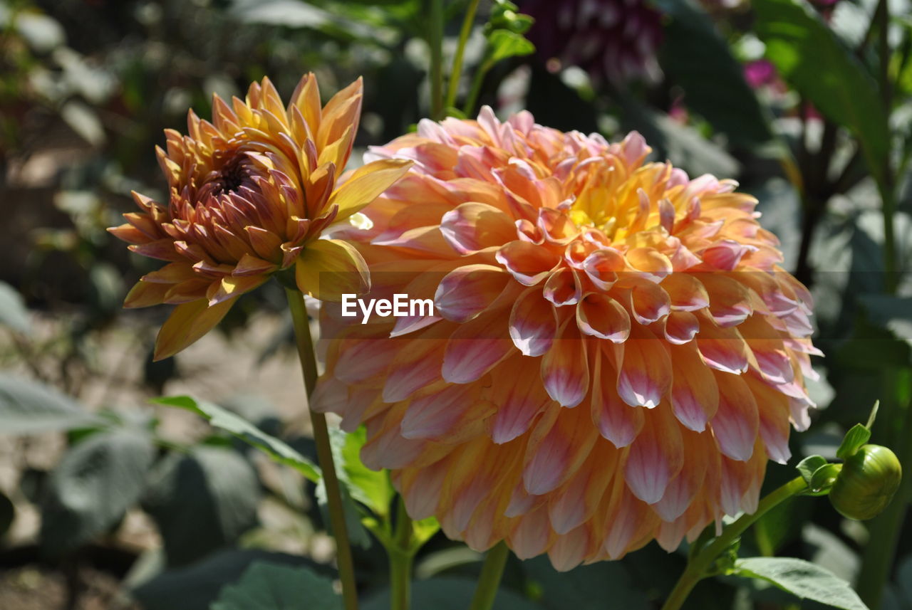 Close-up of orange dahlia