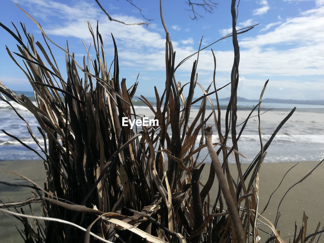 CLOSE-UP OF PLANTS AGAINST CALM SEA