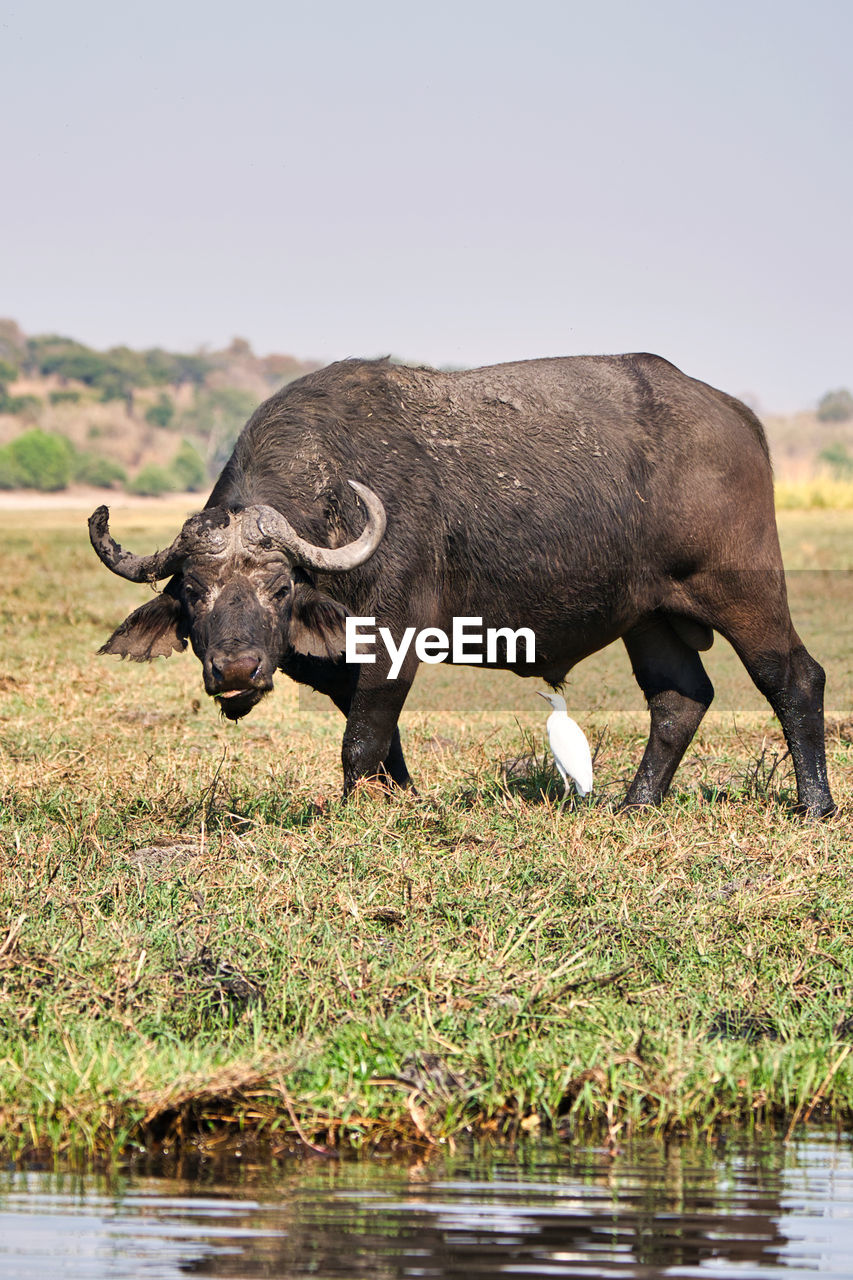 Side view of buffalo on field by lake against sky