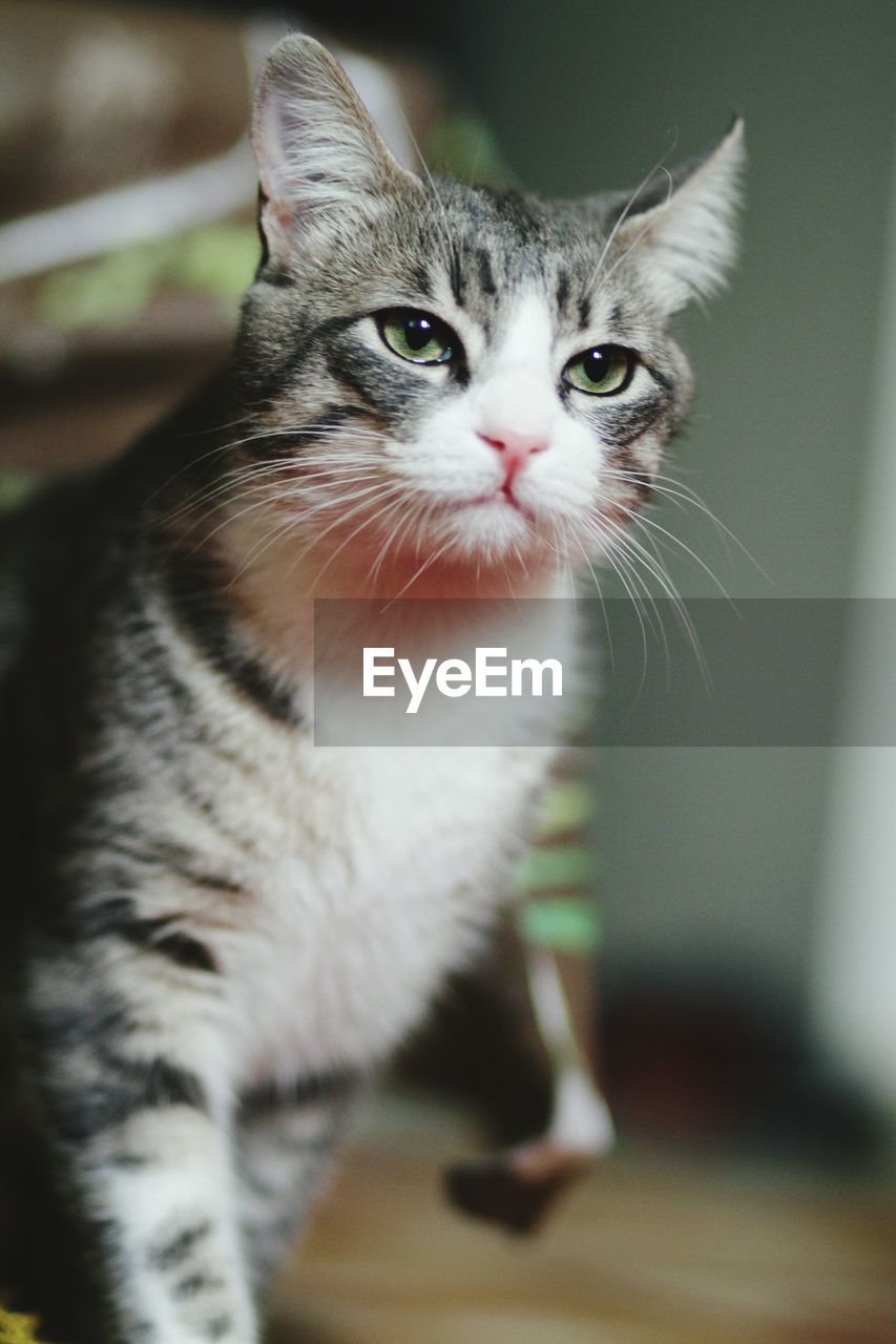 Close-up of cat