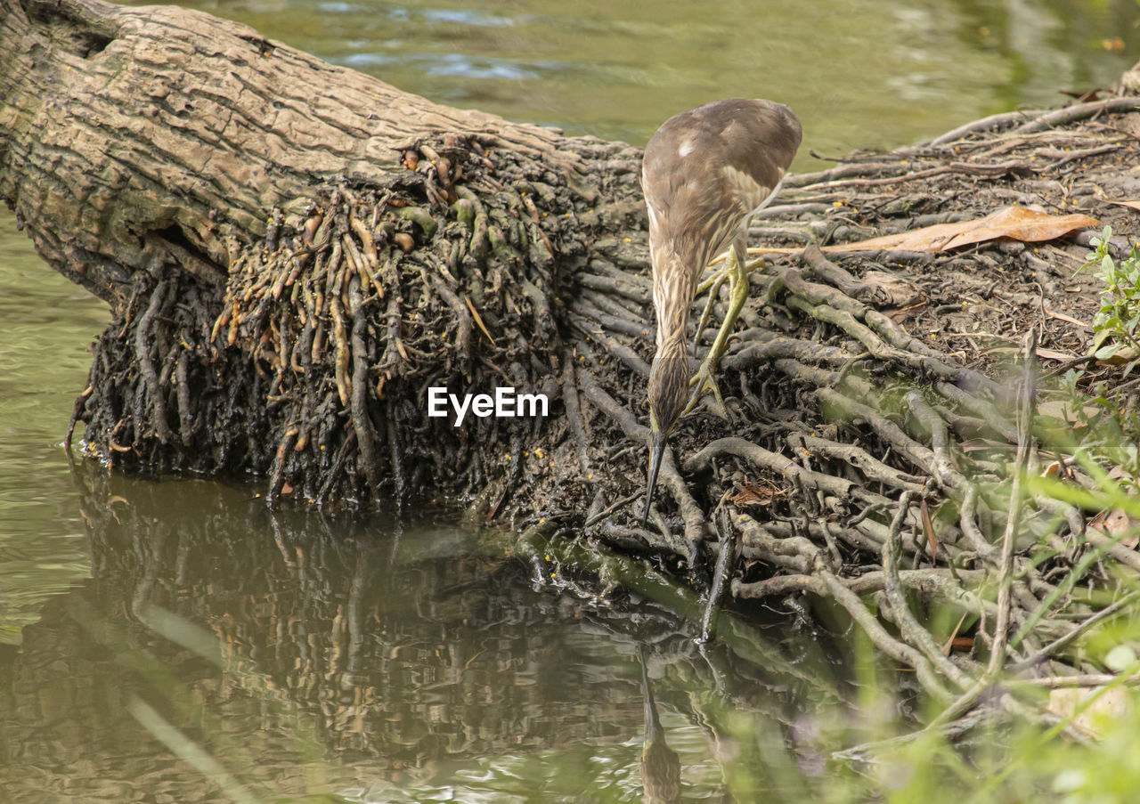 VIEW OF A BIRD IN LAKE