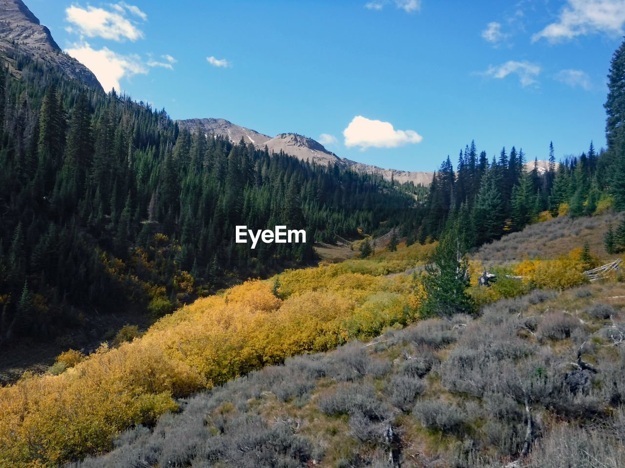 Scenic view of pine trees and mountains against sky