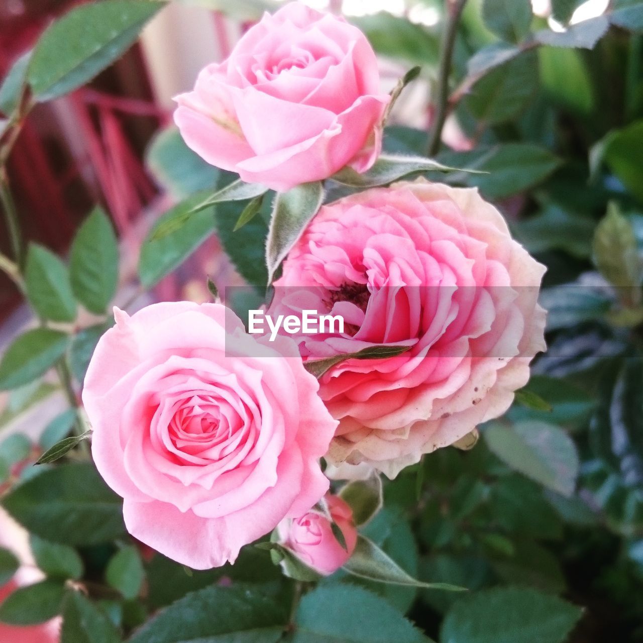 CLOSE-UP OF PINK ROSE IN BLOOM