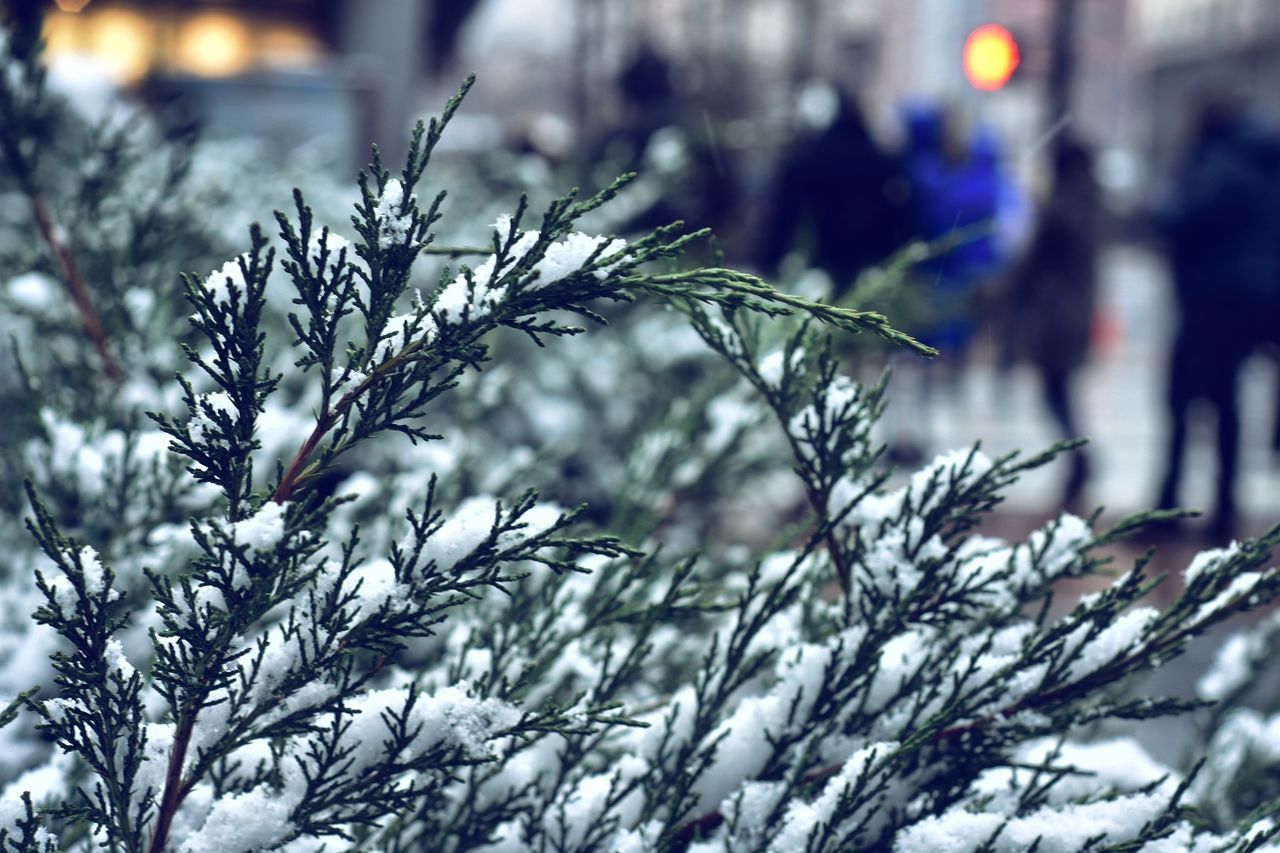 CLOSE-UP OF TREES