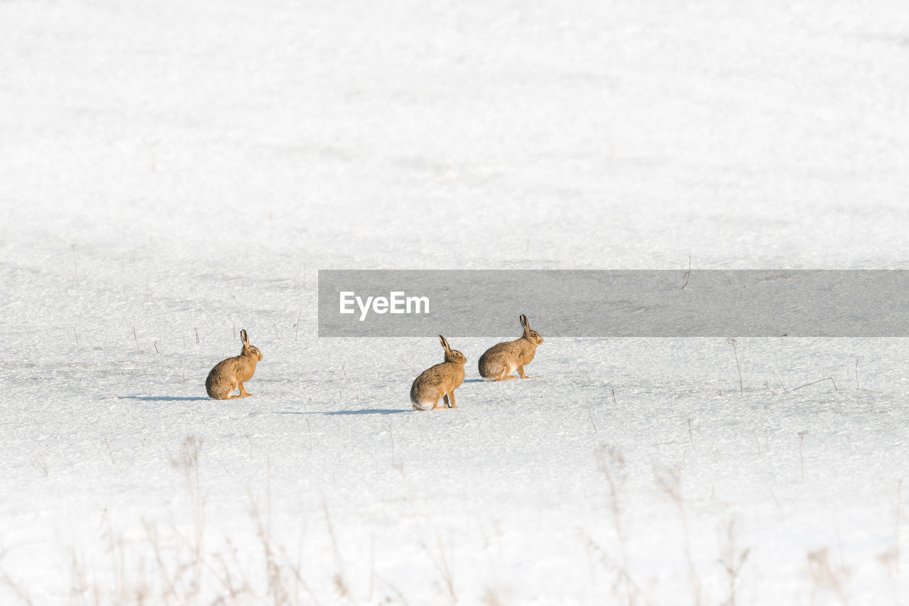 FLOCK OF SHEEP ON SNOW