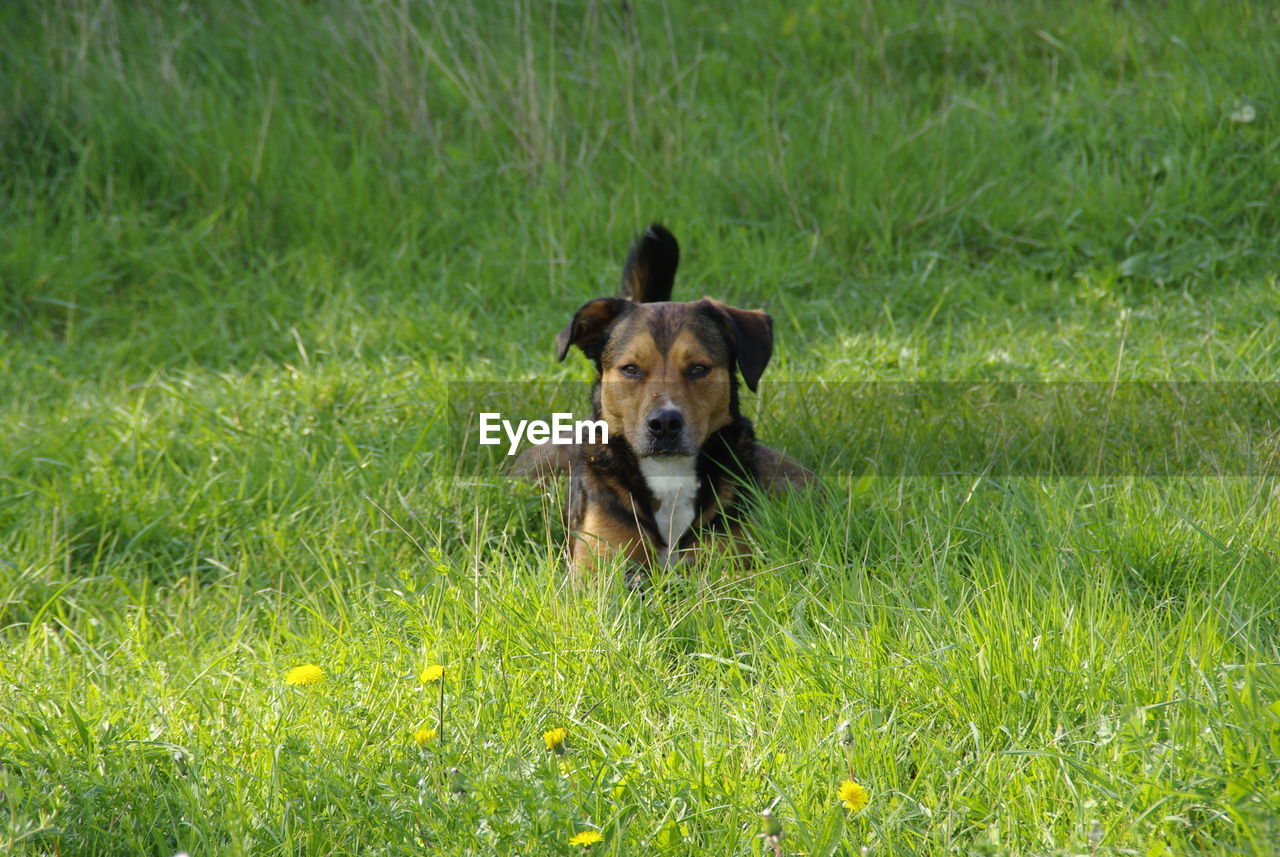 PORTRAIT OF DOG ON GRASS