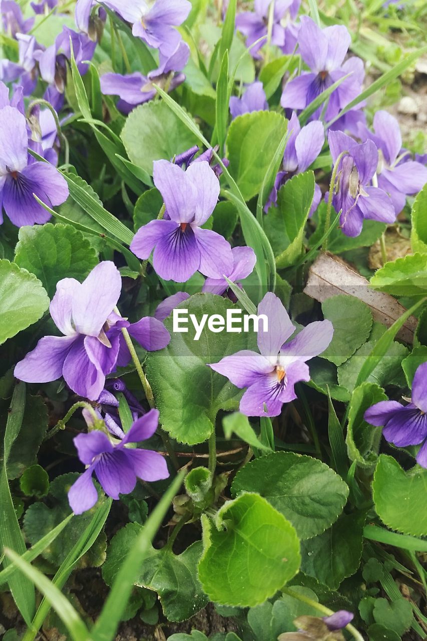 HIGH ANGLE VIEW OF PURPLE FLOWERS