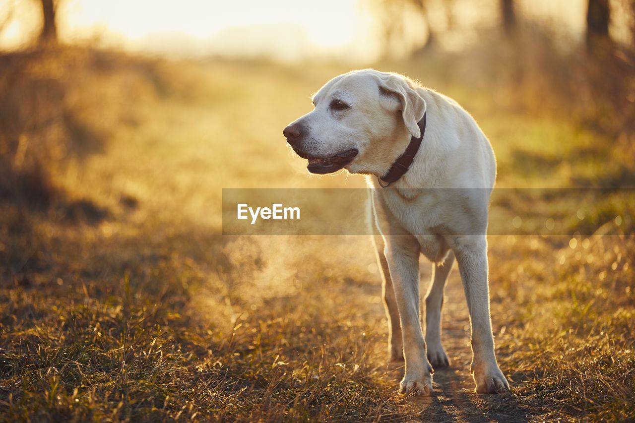 Close-up of dog looking away on field