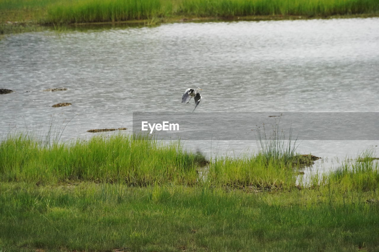 VIEW OF BIRDS IN LAKE