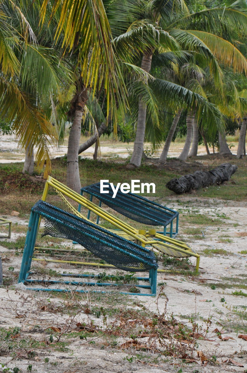 PALM TREES IN PARK