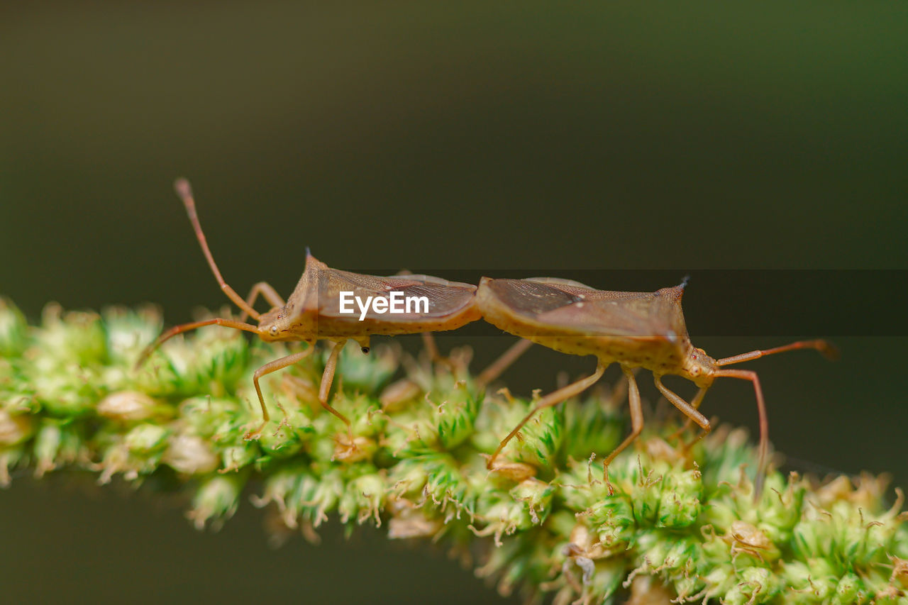 Close-up of insect