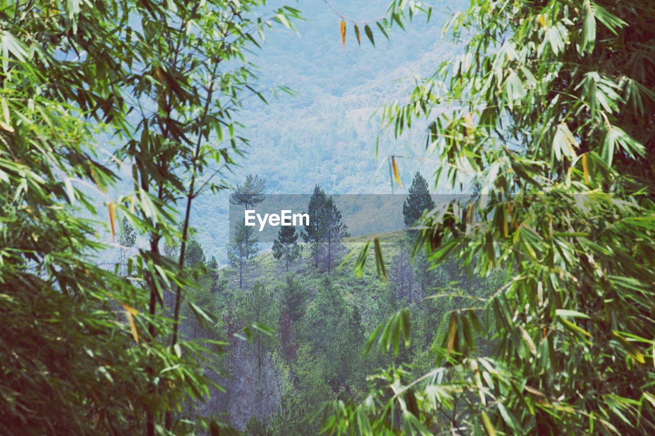 PANORAMIC SHOT OF TREES ON LANDSCAPE