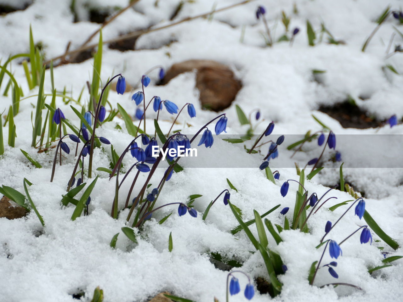 Close-up of snow covered plants on land