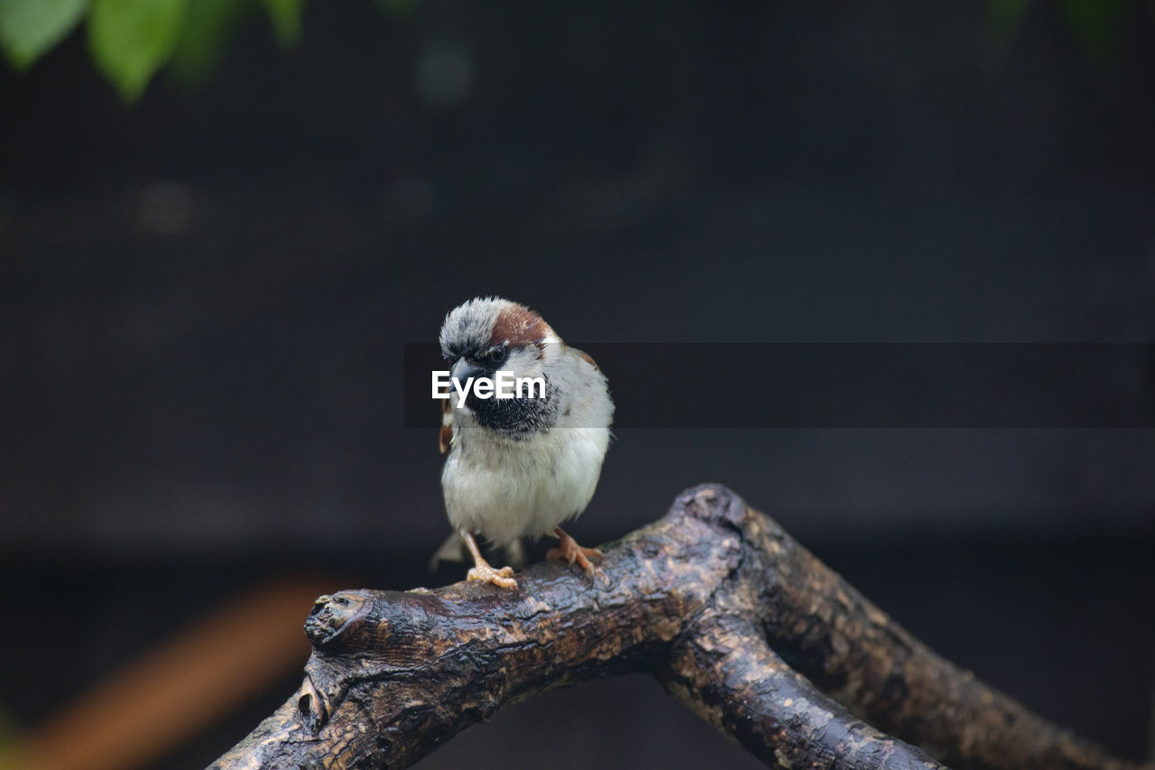 Close-up of bird perching on branch