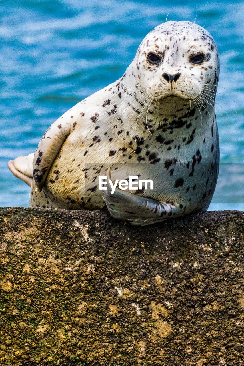 Close-up of harbor seal 