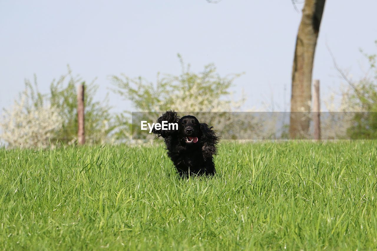 BLACK DOG ON A FIELD