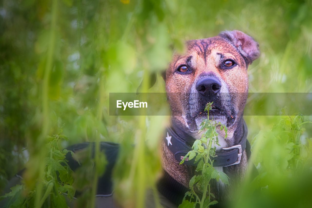 PORTRAIT OF DOG IN MOUTH
