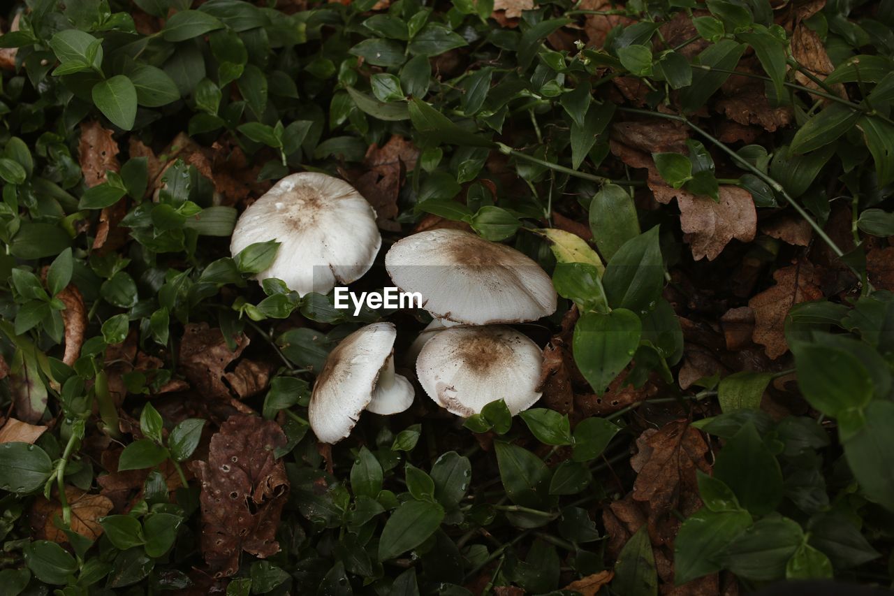 CLOSE-UP OF MUSHROOMS ON FIELD