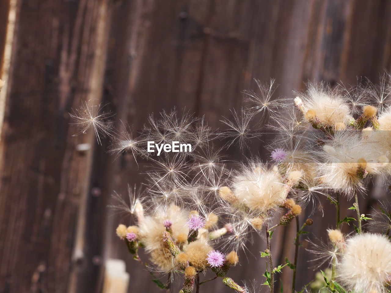 Close-up of dandelion on wood