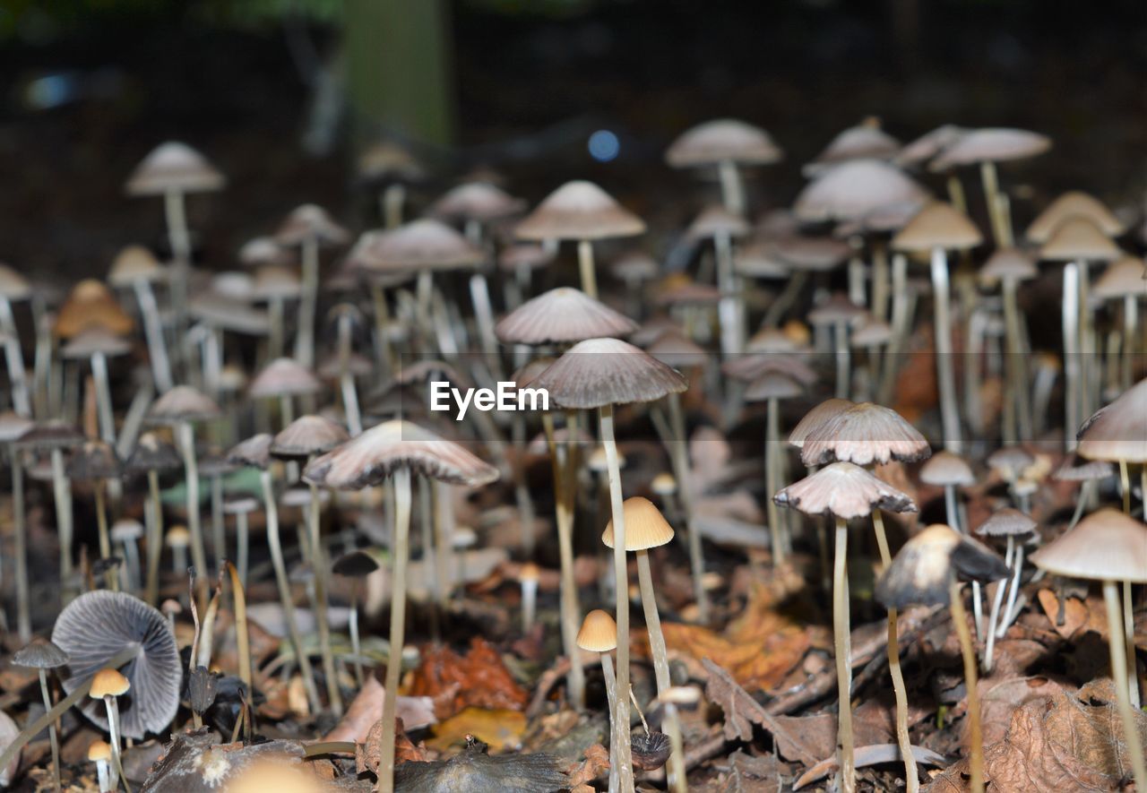 Close-up of mushrooms growing on land