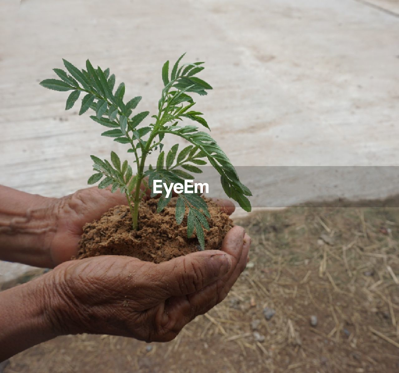 Cropped hand holding plants