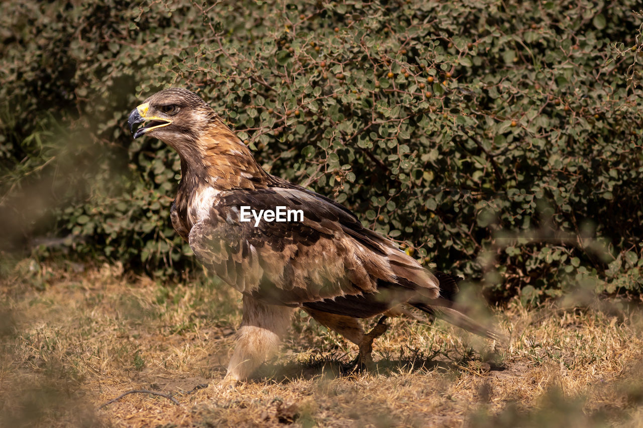 BIRD STANDING IN FIELD