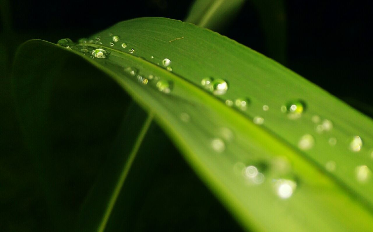 CLOSE-UP OF RAINDROPS ON GRASS