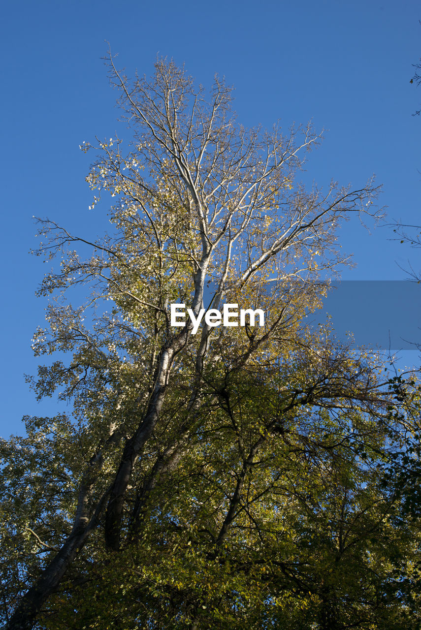 LOW ANGLE VIEW OF FLOWER TREE AGAINST BLUE SKY