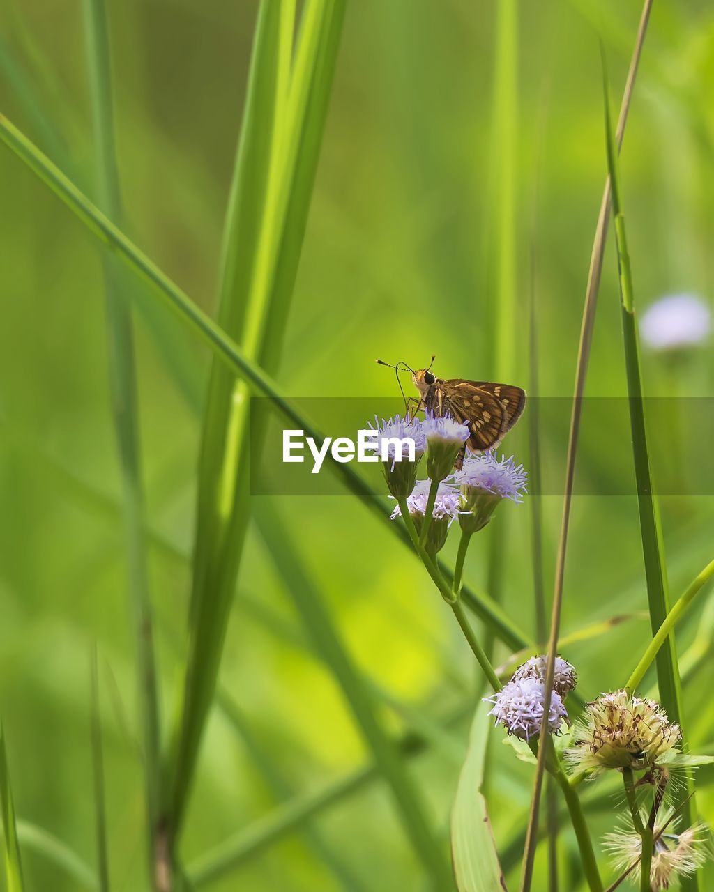 plant, flower, animal themes, animal wildlife, animal, beauty in nature, flowering plant, insect, nature, animal wing, freshness, meadow, grass, wildlife, butterfly, close-up, one animal, fragility, prairie, no people, macro, summer, focus on foreground, environment, macro photography, animal body part, outdoors, moths and butterflies, tranquility, food, eating, green, growth, feeding, magnification, environmental conservation, perching, selective focus, springtime, full length, wildflower, social issues, plant part, day, flower head, side view, plain, field, petal, leaf, nature reserve, conformity