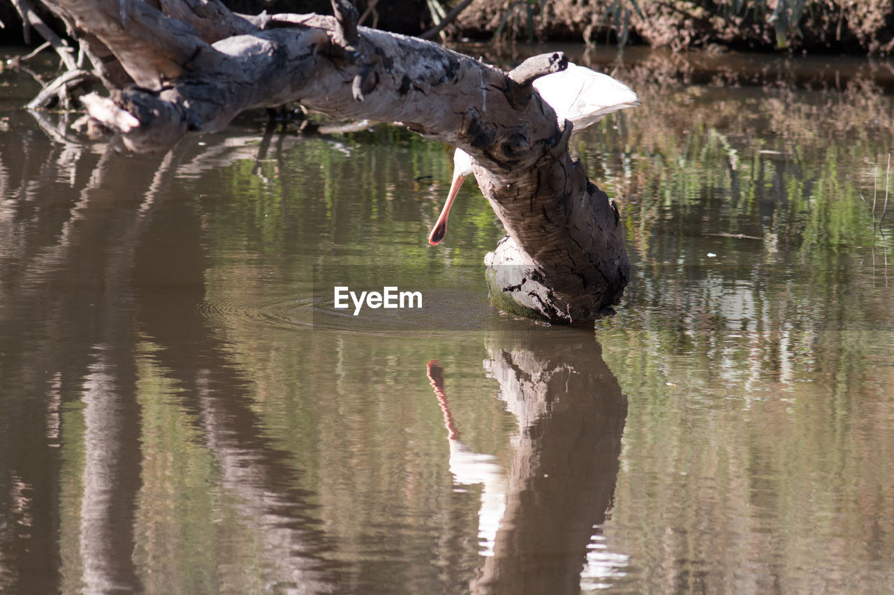 REFLECTION OF BIRD ON LAKE