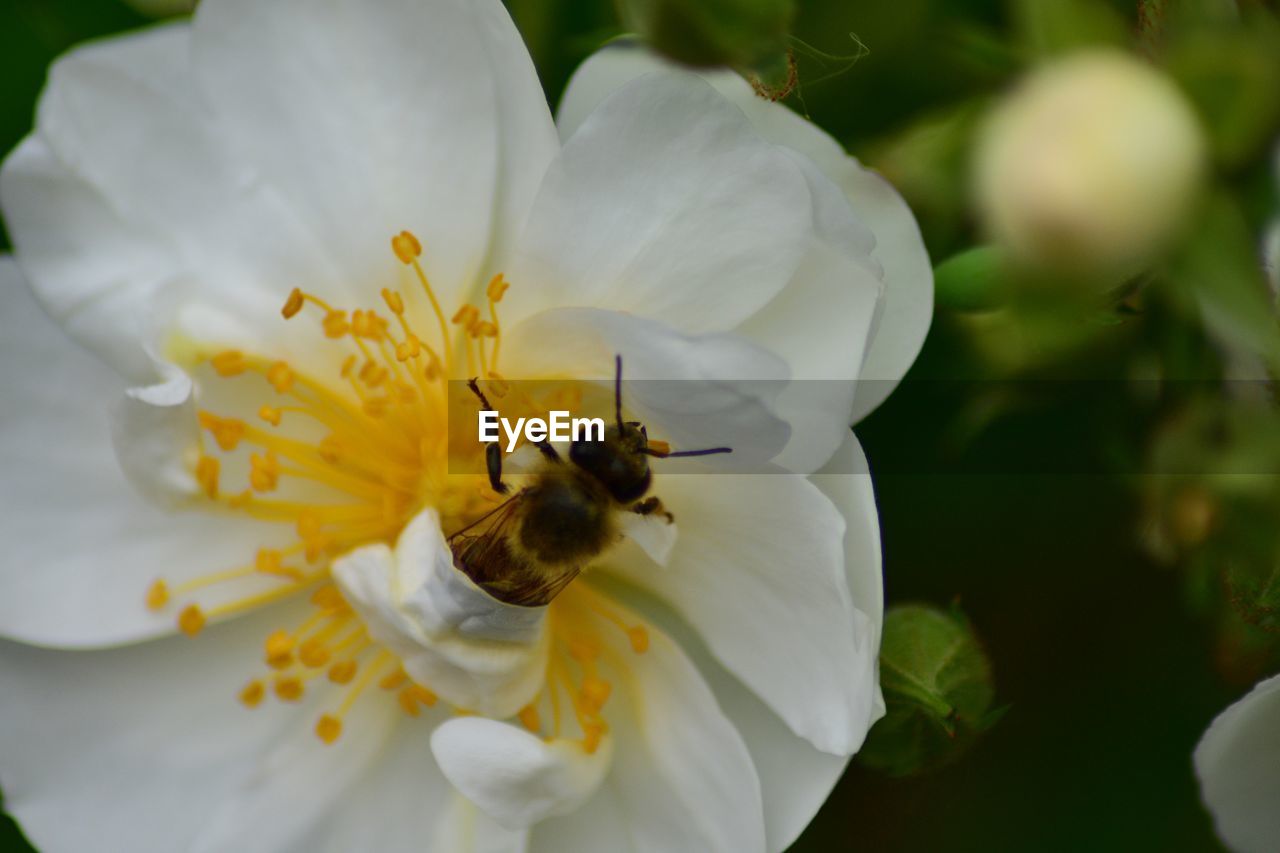 Close-up of bee pollinating on white flower