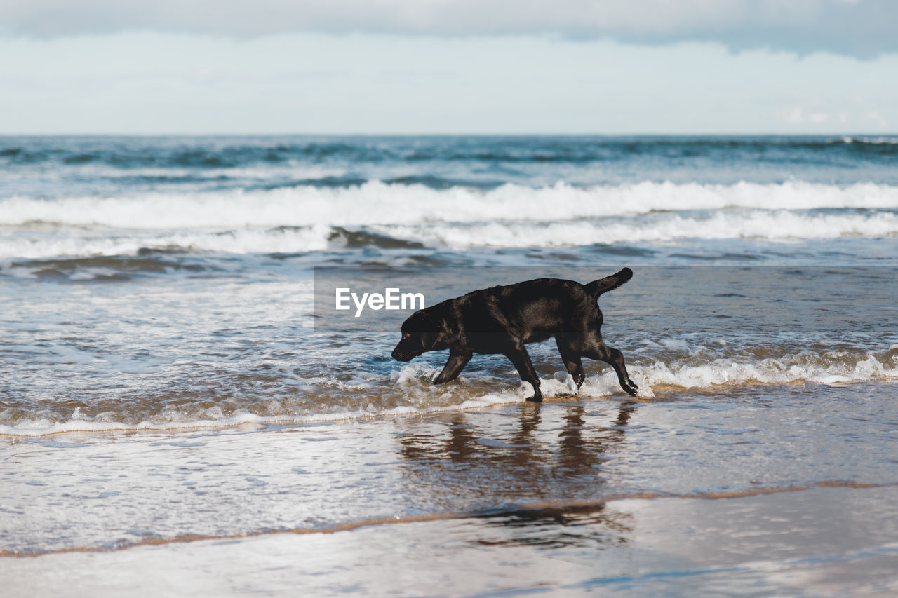 Side view of dog standing on shore at beach