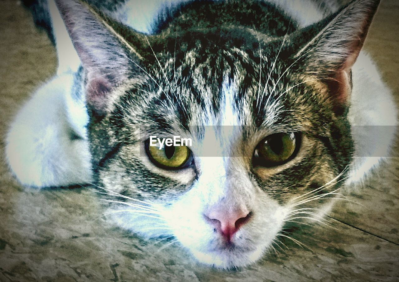 PORTRAIT OF CAT LYING ON FLOOR