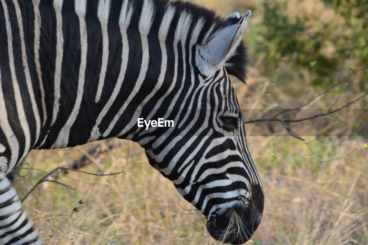 Side view of a zebra