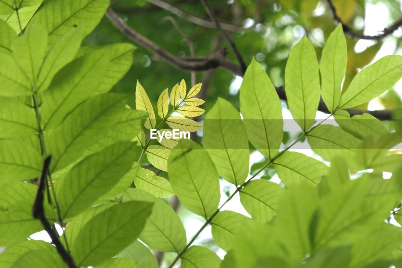 CLOSE-UP OF LEAVES