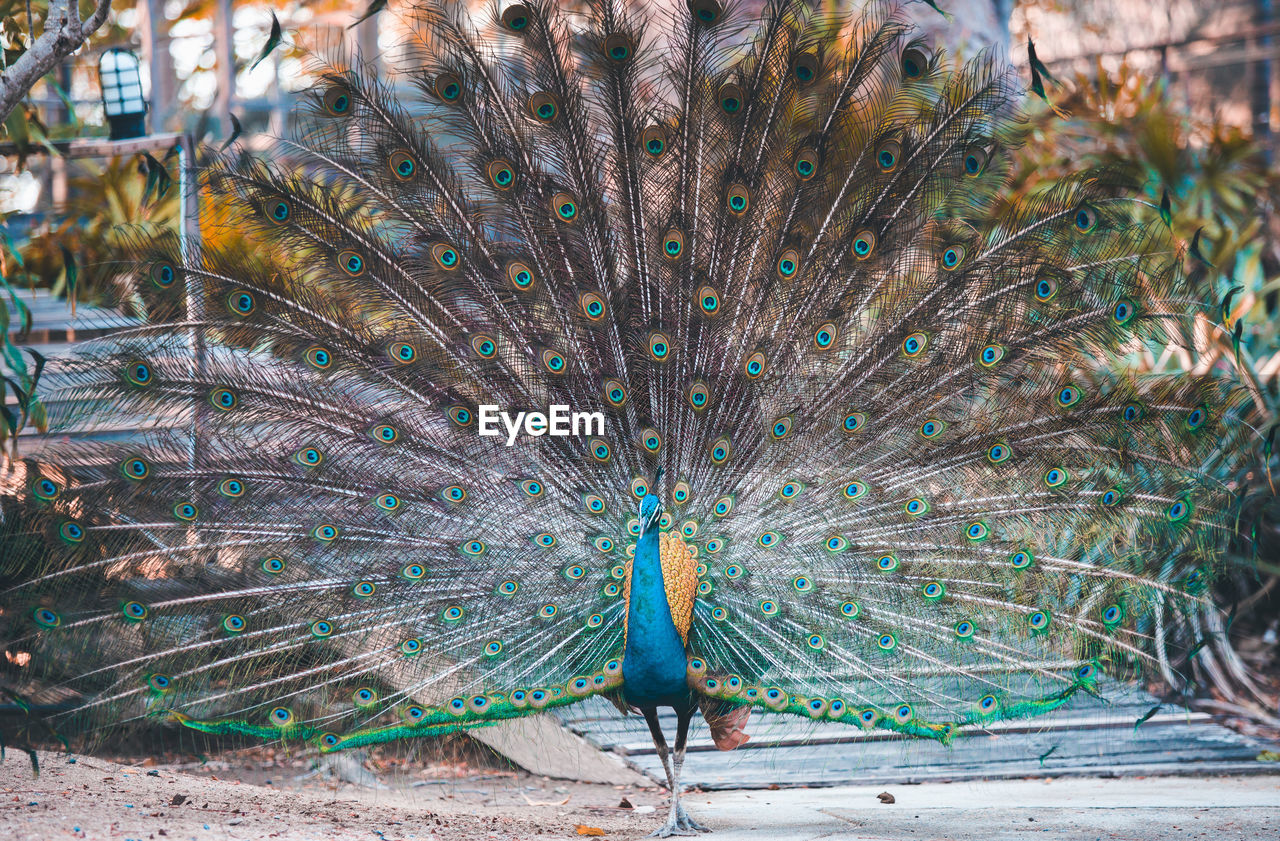 Close-up of peacock